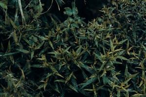 Close-up of dense green foliage in a natural outdoor setting, showcasing leaf textures.