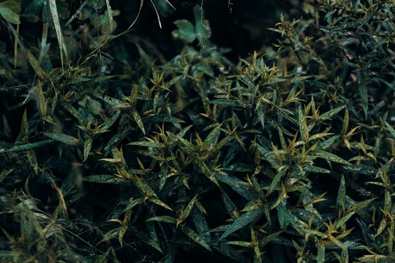 Close-up of dense green foliage in a natural outdoor setting, showcasing leaf textures.
