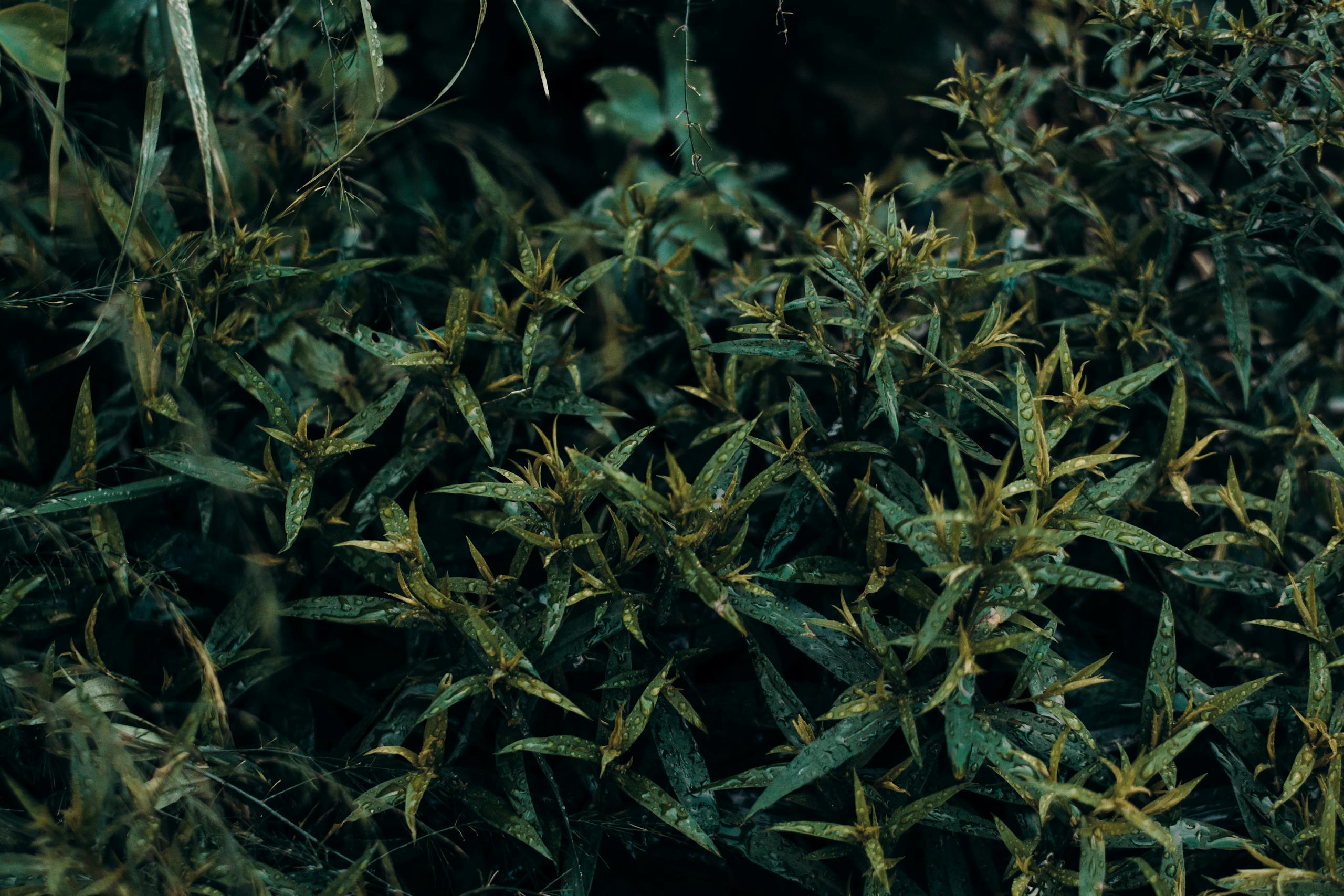 Close-up of dense green foliage in a natural outdoor setting, showcasing leaf textures.