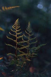 Close-up of two fern fronds in a dark, moody forest setting.