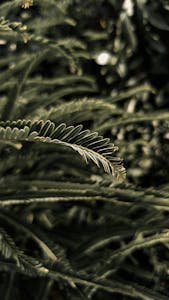 Detailed capture of lush green foliage with soft lighting, emphasizing texture and pattern.