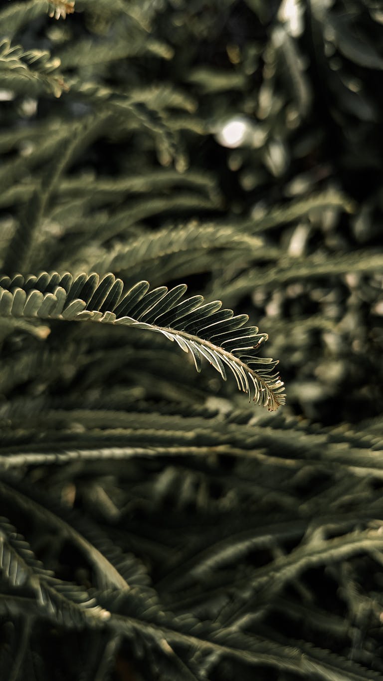 Detailed capture of lush green foliage with soft lighting, emphasizing texture and pattern.