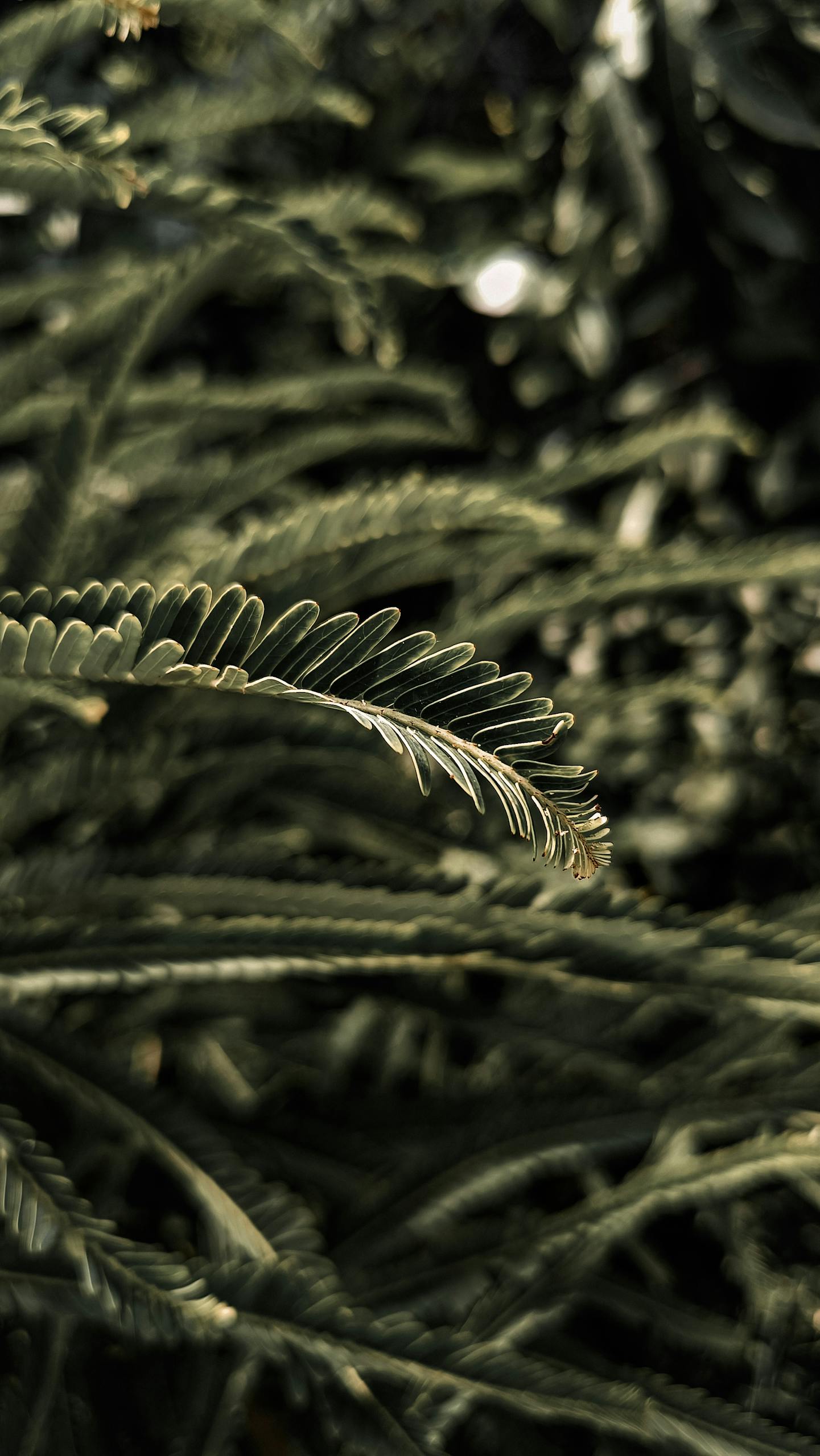 Detailed capture of lush green foliage with soft lighting, emphasizing texture and pattern.