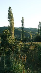 A peaceful summer afternoon view featuring tall trees in a lush green landscape.